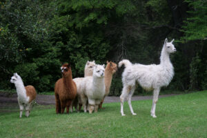 LumixSync_copy_2022-12-13-01_43_45--0000JpegFile